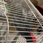 ببغاء كاسكو سوير جامبو هولندي
