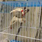 زوج روز