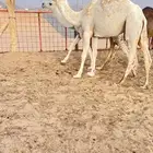بكار حقايق مقنوي