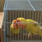 جوز روز معه بيضه