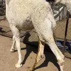 قعود عمره 9 شهور مسحوب من تحت امه شراكه