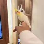 فرخ كروان لاتينو