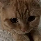 سكوتش عمره سنه ضائع في حي الواحه او التوفيق او السامر