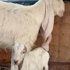 عنز هولنديه صنف