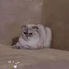 قطط سكوتش فولد