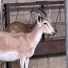 ولد وعل