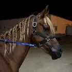 حصان فحل واهو جاهز لنقل الملكيه