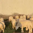 حريات جبره الجله تربية مزرعة