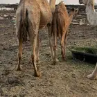 خلفة للبيع