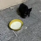 قط يحتاج مساعده