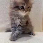 قطط صغيره للبيع
