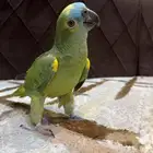 أمازوني بلوفرنتد