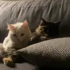 قطتين اناث سليمتين من الامراض للتبني في ابها او ماجاورها