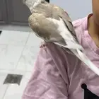 كروان للبيع