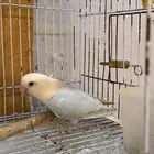 انثى روز بلد اوبلاين منتجه شرط