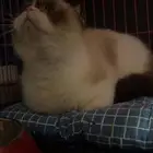 قطط سكوتش فولد للتزاوج