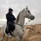 للبيع حصان واهو جمال