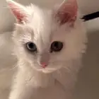 بسه