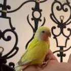 ببغاء روز نهايه غر لاتينو الصحه ماشاءالله شرط