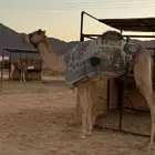 للبيع قعود لقي