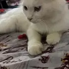 القط لوفي