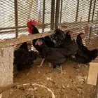 دجاج تركي اسود( تم البيع )