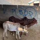 حسلان بلدي