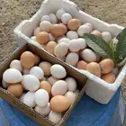 بيض بلدي مائدة