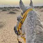 حصان شعبي للبيع