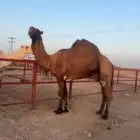 جمل للبيع