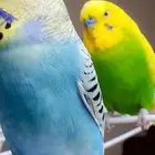عصافير انثى وذكر