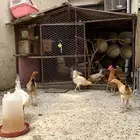 دجاج بلدي