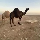 ضريبة ملحا مجهم