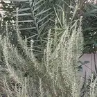 كليل الجبل -روز ماري