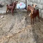 عنقان دهم