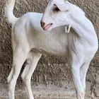 تيس للبيع