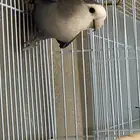 ذكر روز محلل