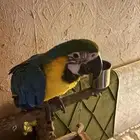 طير مكاو