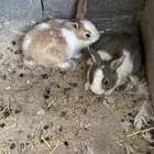 للبيع ارنب وعيالها