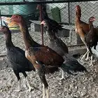 دجاج باكستاني