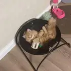 قط ذكر شيرازي للتبني مجانا
