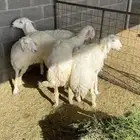 رخال
