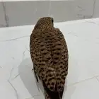 باشك او شبوط اليف