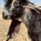 تيس عارضي مشروع