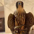 بكه ل البيع