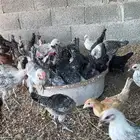 صوص فيومي