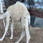 قعود ع الحليب والعشب
