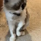 قطة هملايا