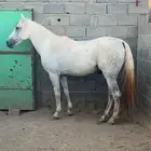 حصان