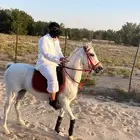 فرس جميله وهاديه